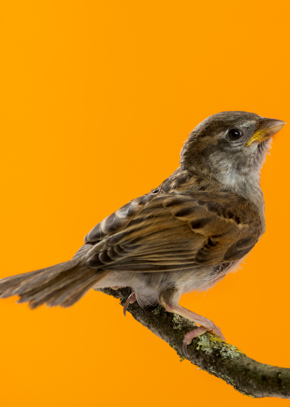 sparrow-popup#01