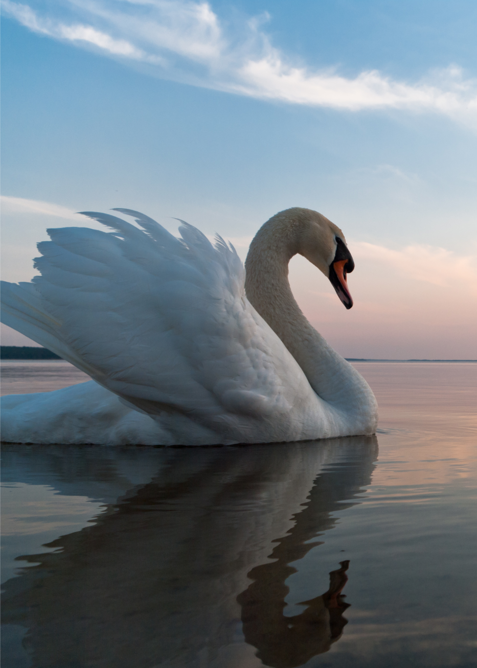 Swan-popup#02