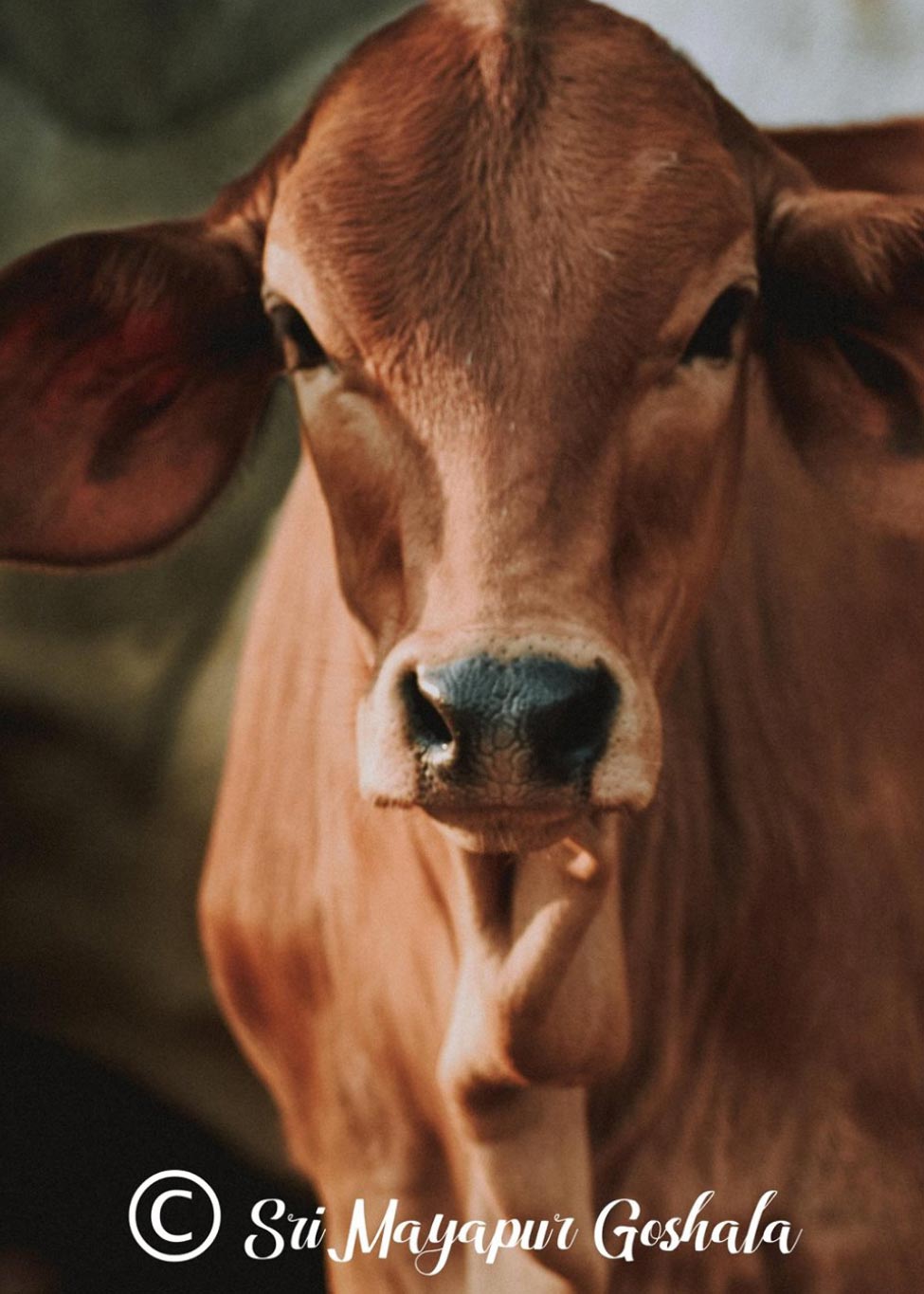 Cow Protection-popup#01