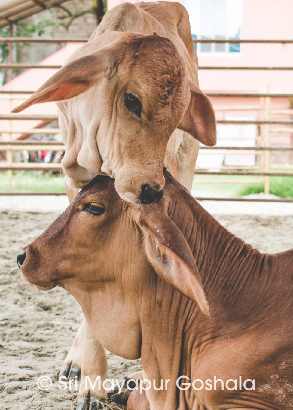 Cow-protection-popup#02