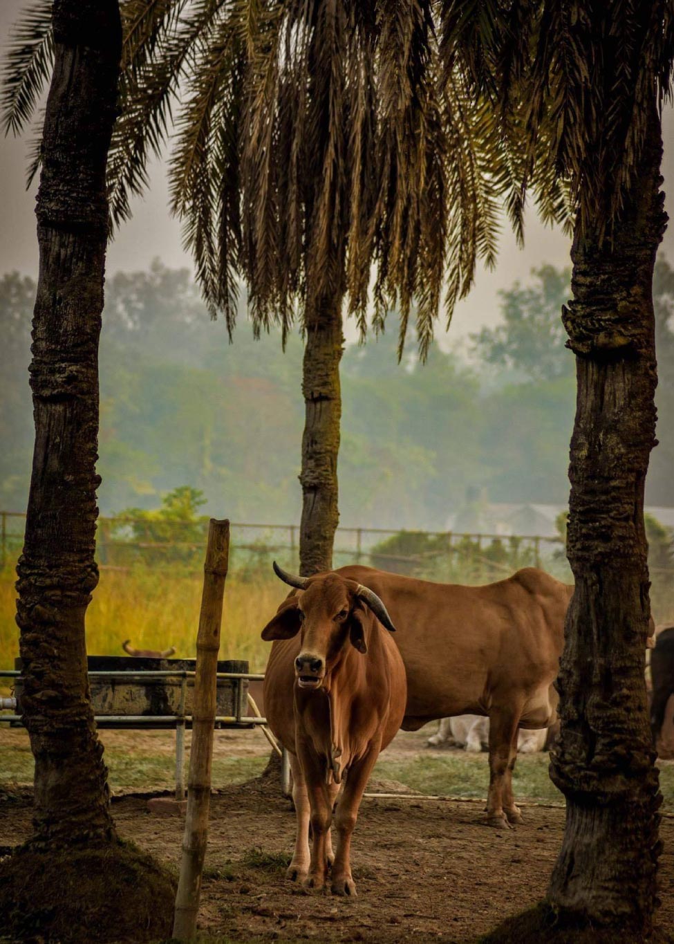 cow-protection#04